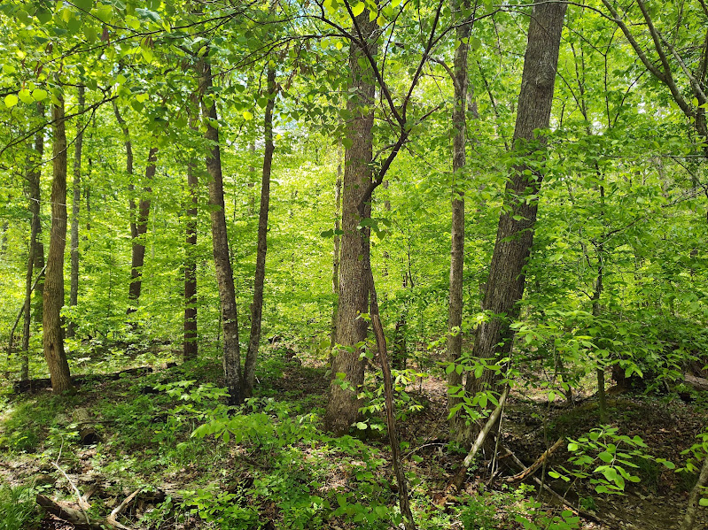 absolute auction – 61.5 Acres +/- on Markwell RD.